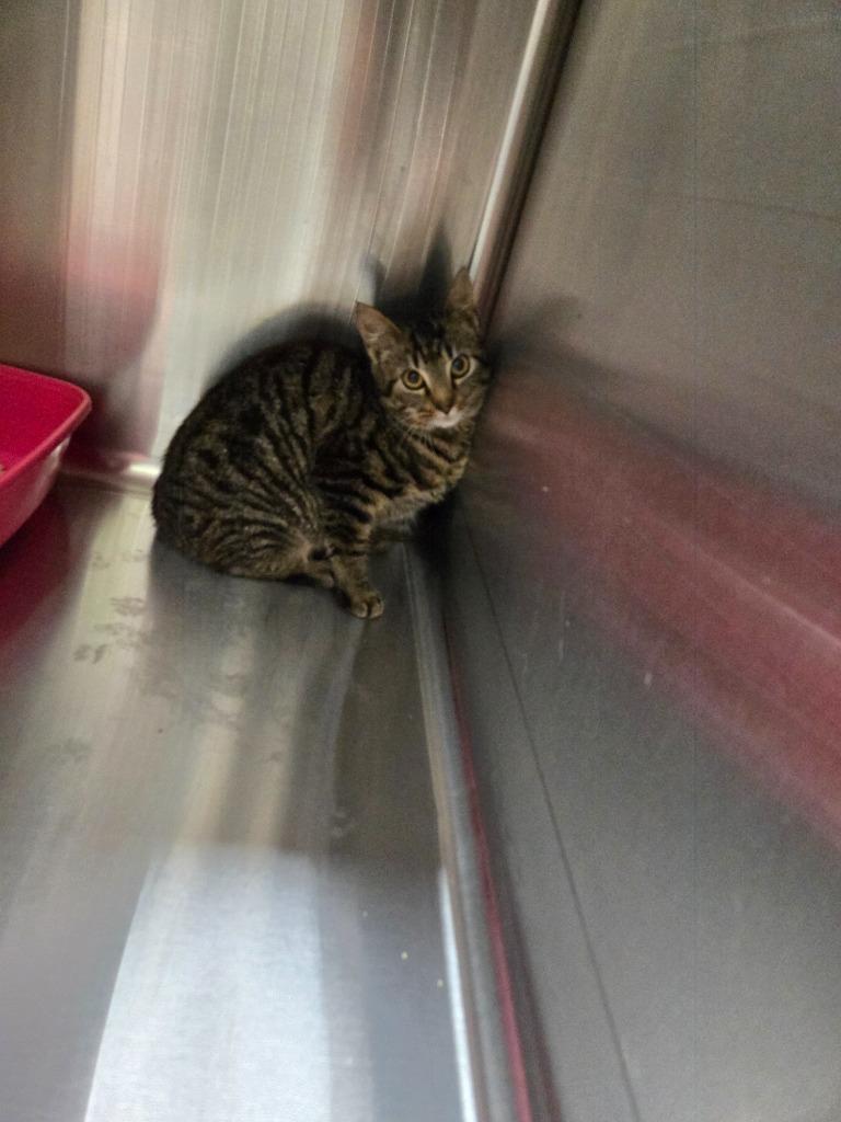 Enlarge Tangle, a Adoptable mixed breed in Mount Gilead, NC image 1/1