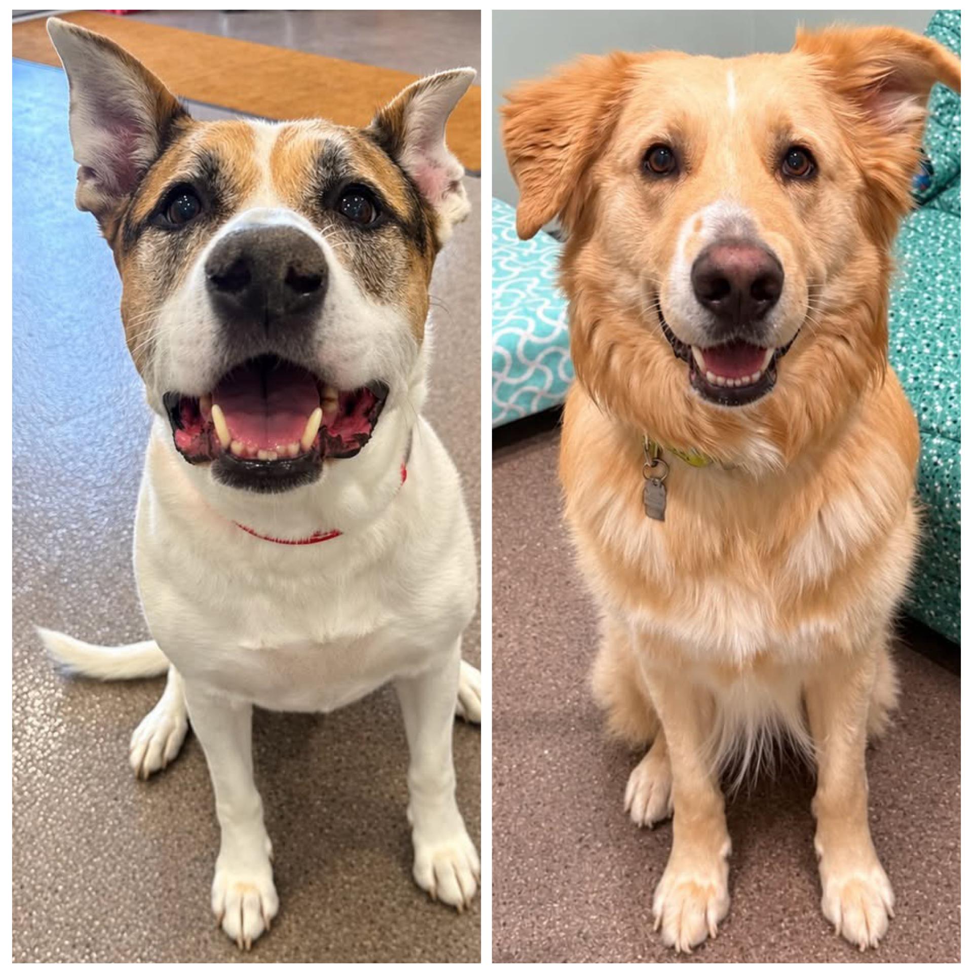 Baxter and Chance, Adoptable, Young Male Mixed Breed.