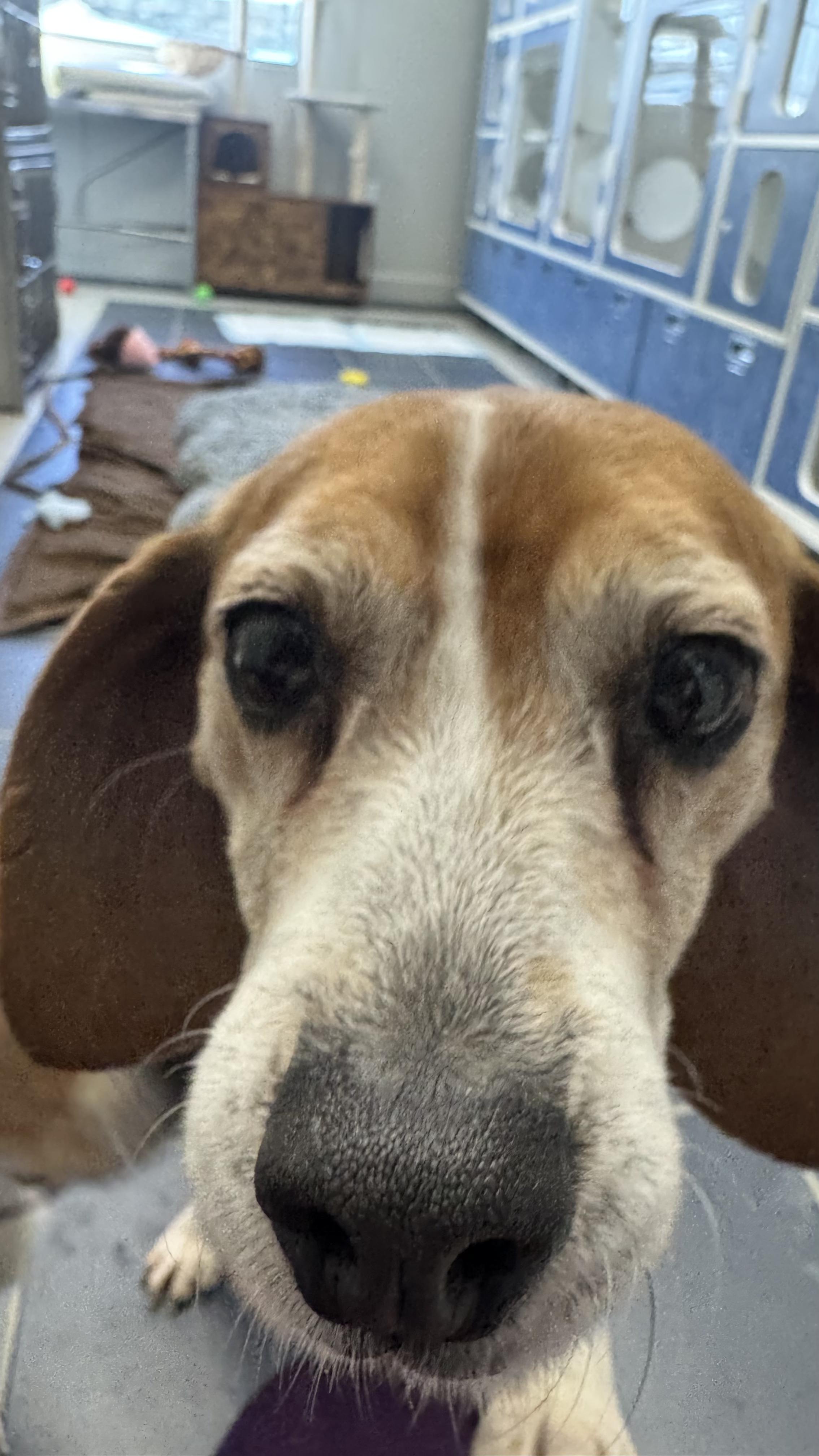 Enlarge Sunny, a other Beagle in Fall River, MA image 4/4