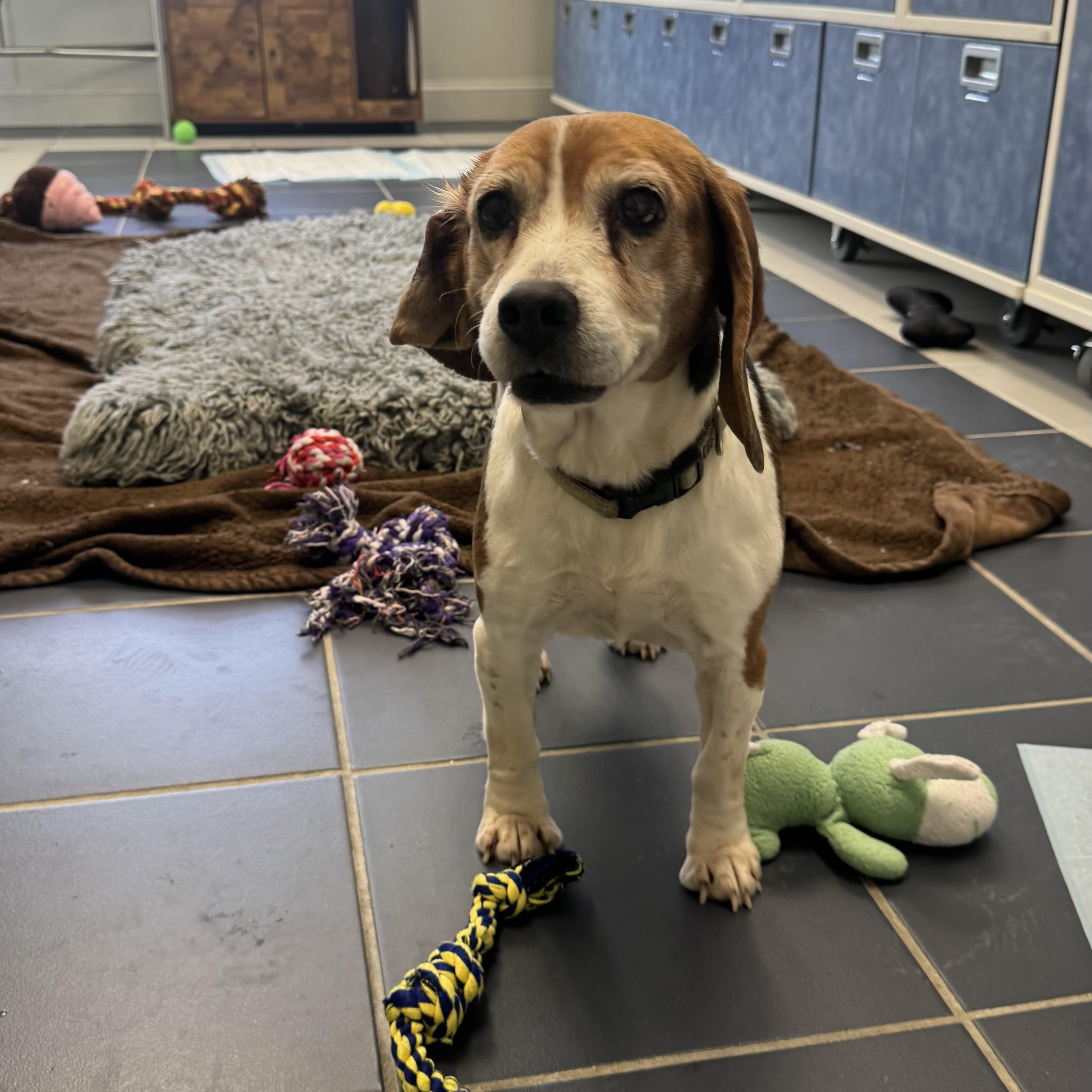 Sunny, ADOPTABLE, Senior Female Beagle.