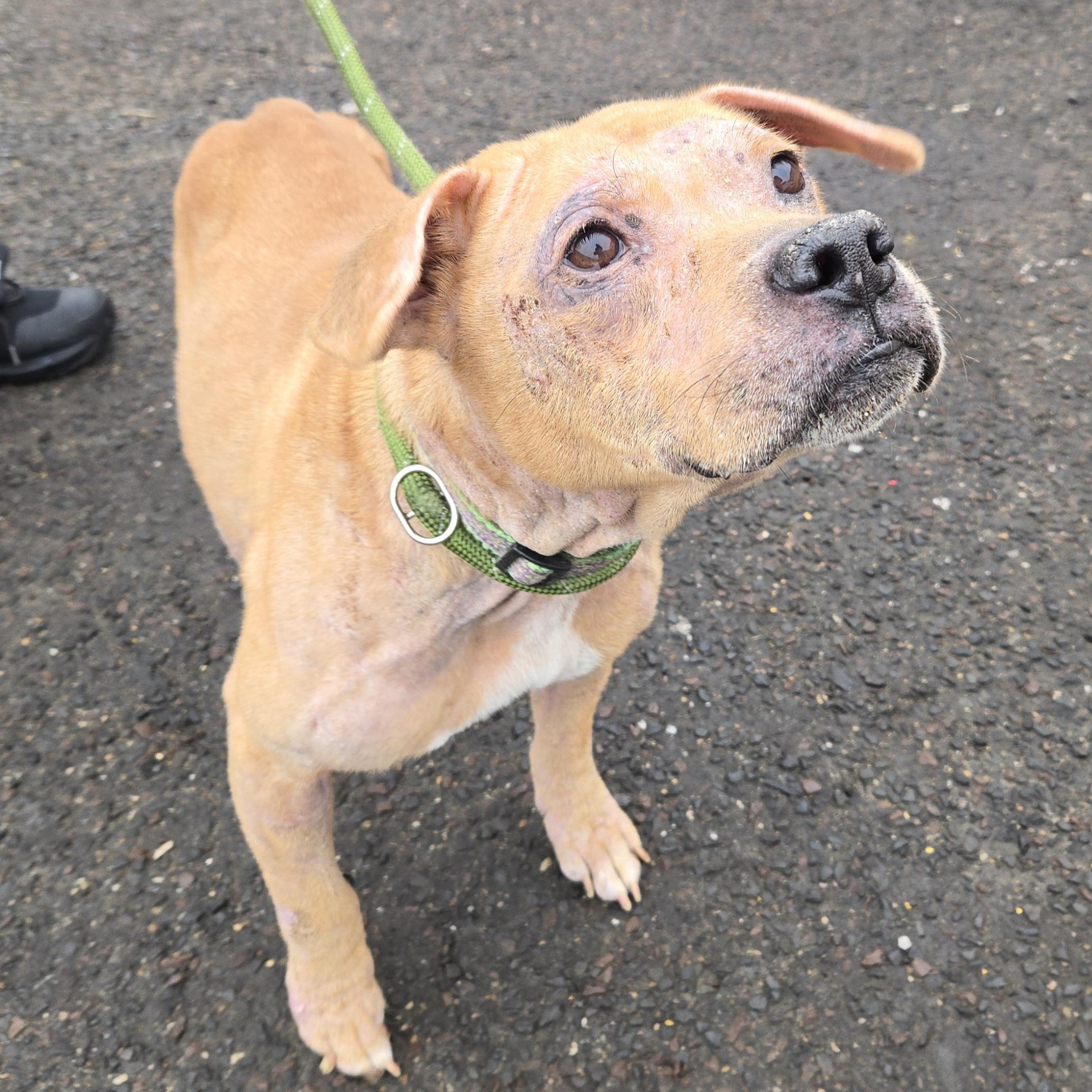 Enlarge Dayton, a ADOPTABLE Pit Bull Terrier in Trenton, NJ image 2/2