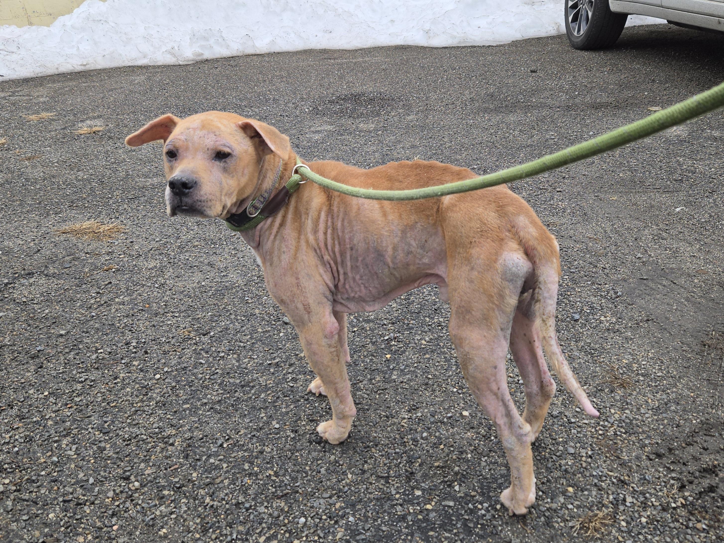 Dayton, ADOPTABLE, Adult Male Pit Bull Terrier.