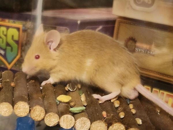 Enlarge Possum, a Adoptable Mouse in Bristol, CT image 3/3