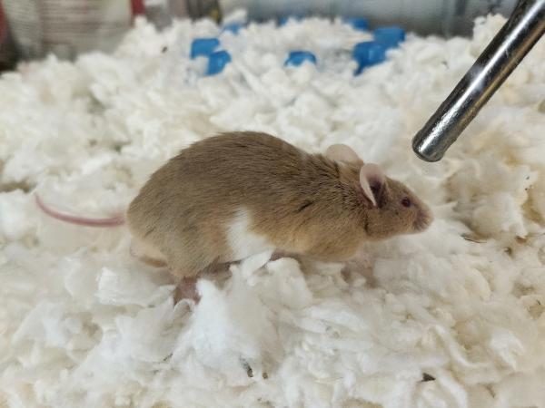 Enlarge Possum, a Adoptable Mouse in Bristol, CT image 2/3