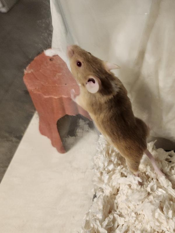 Possum, ADOPTABLE, Adult Male Mouse.