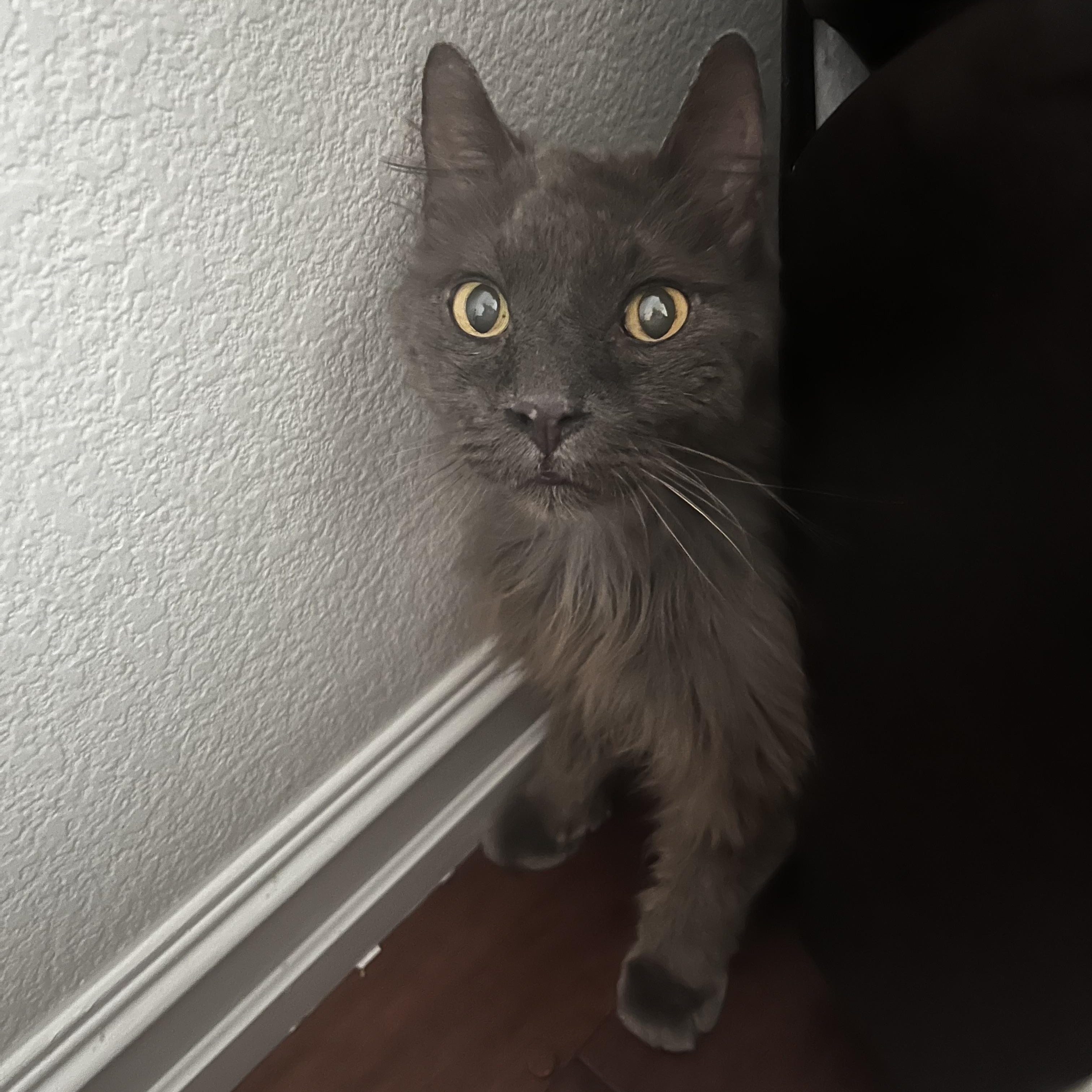 Hunter & Gracie, Senior Male unknown