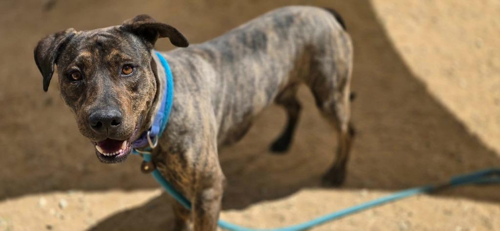 Enlarge Ranger, a Adoptable mixed breed in California City, CA image 3/5