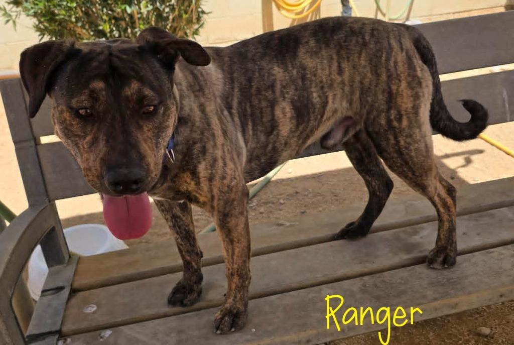 Ranger, a Adoptable mixed breed in California City, CA image 1/4