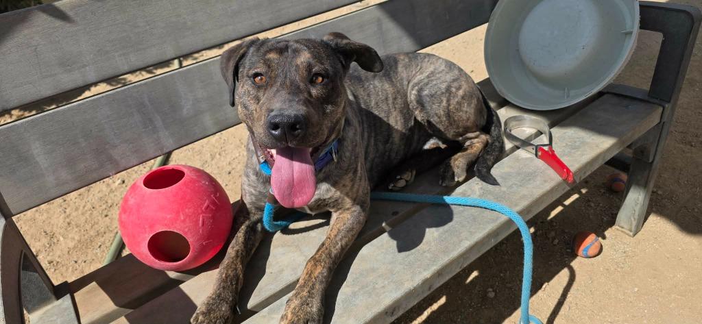 Ranger, Adoptable, Young Male Plott Hound & Labrador Retriever.