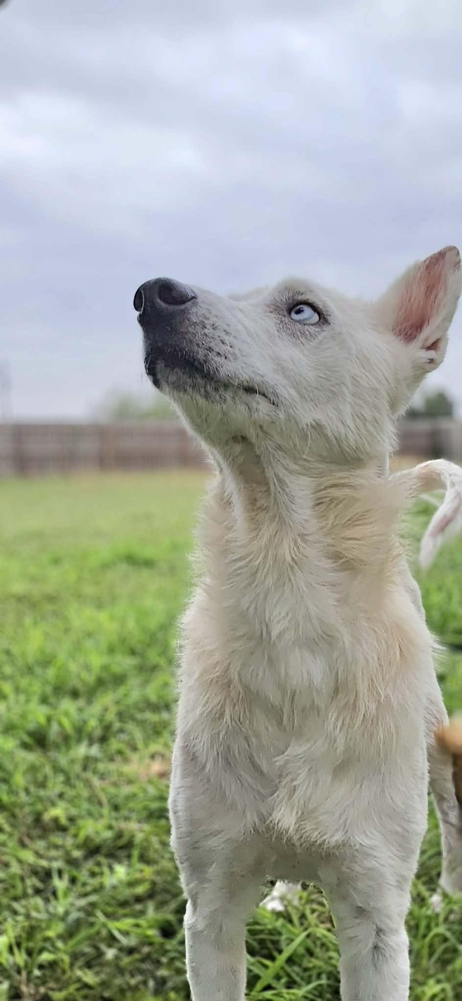 Rosie, a ADOPTABLE mixed breed in New Milford, CT image 2/3