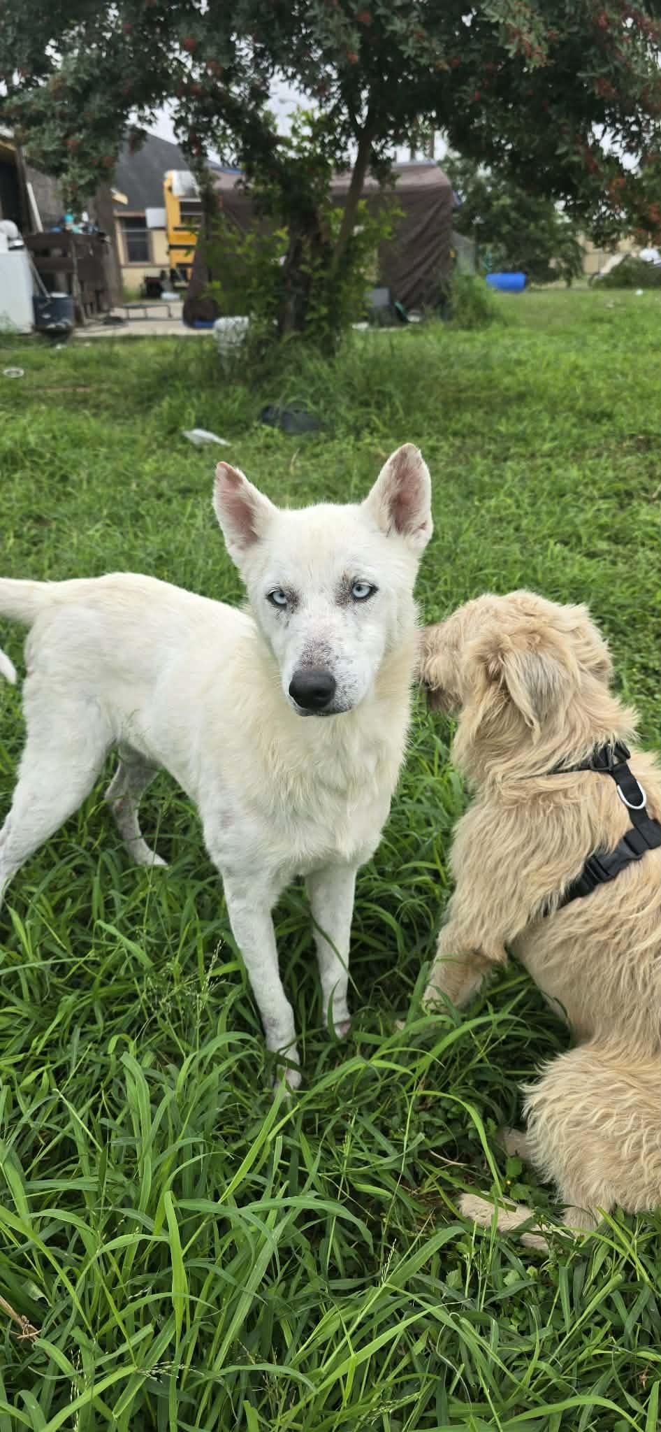 Rosie, a ADOPTABLE mixed breed in New Milford, CT image 3/3