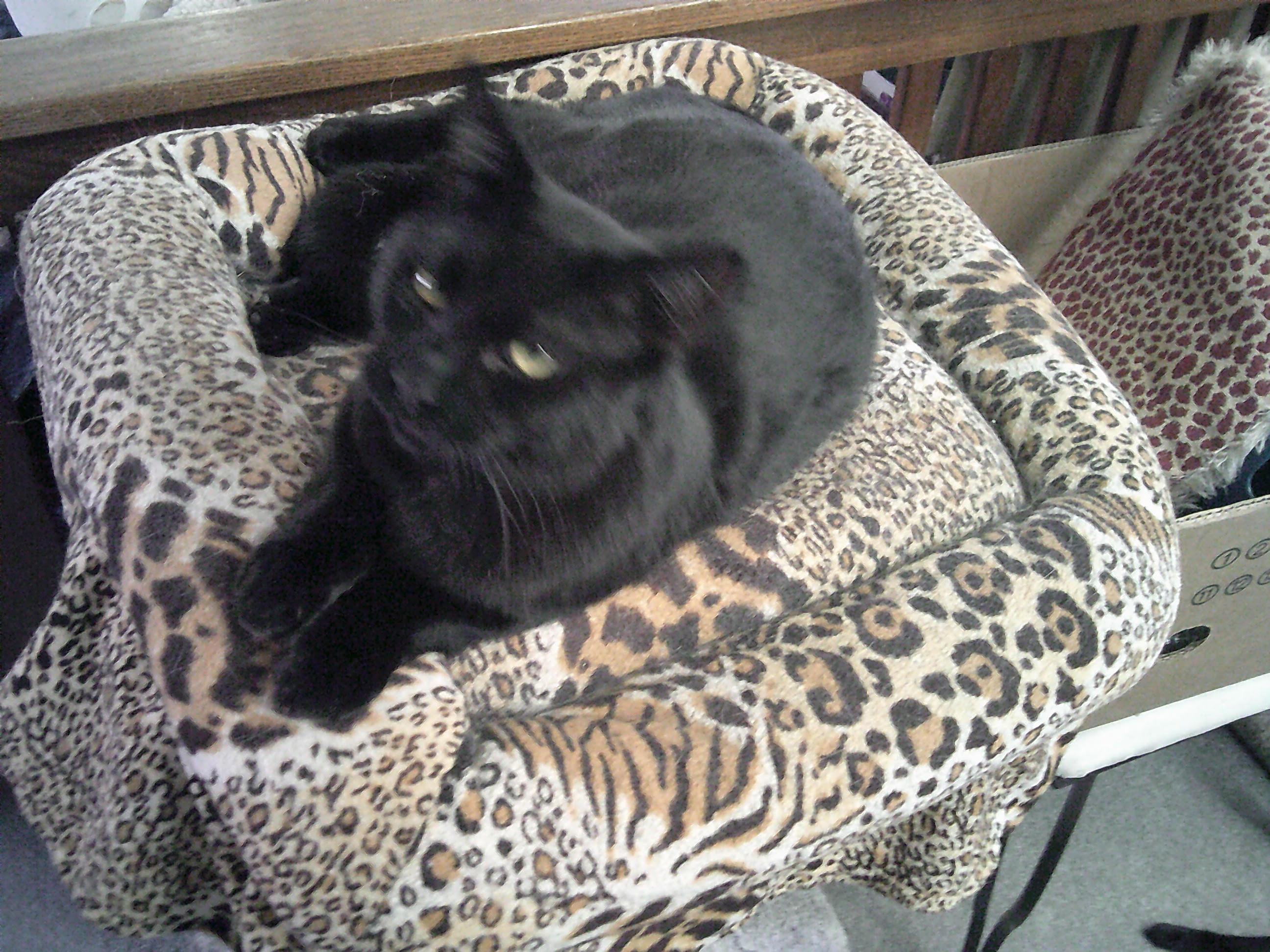 Hickory, an adopted mixed breed in Prescott, AZ image 3/3