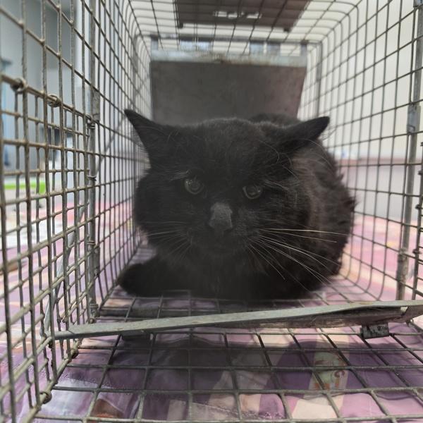 Hawk, Adoptable, Young Male Domestic Short Hair.