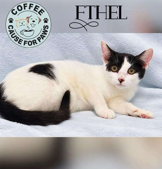 Ethel, Adoptable, Young Female Domestic Short Hair.