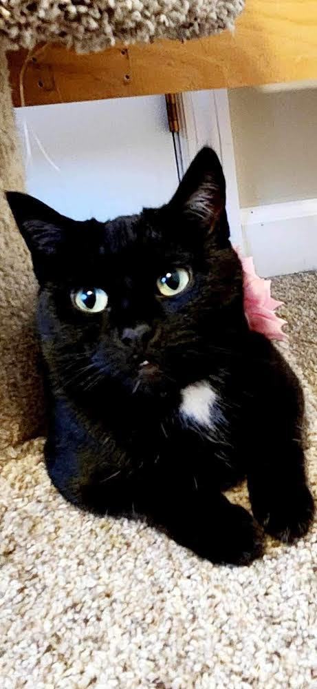 Lucy , a Adopted Domestic Short Hair in Keeseville, NY image 1/3