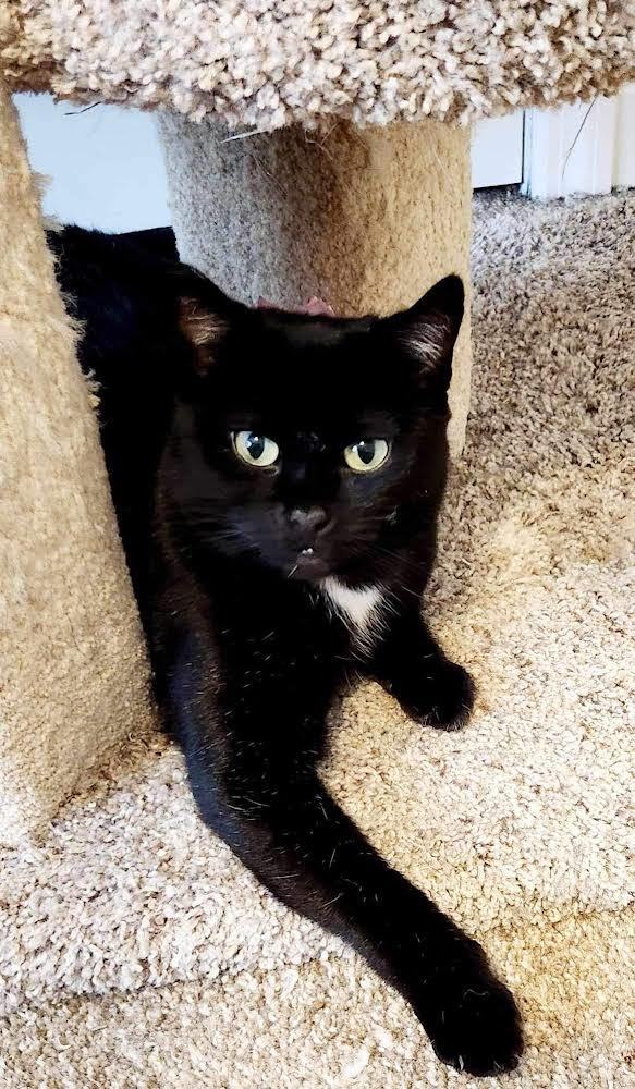 Lucy , a Adopted Domestic Short Hair in Keeseville, NY image 2/3