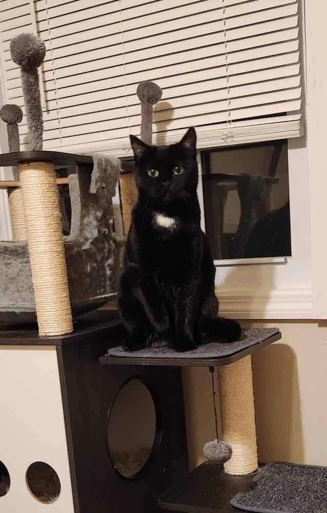 Lucy , a Adopted Domestic Short Hair in Keeseville, NY image 3/3