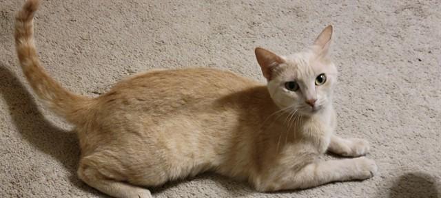 EMILY, Adoptable, Young Female Domestic Short Hair.