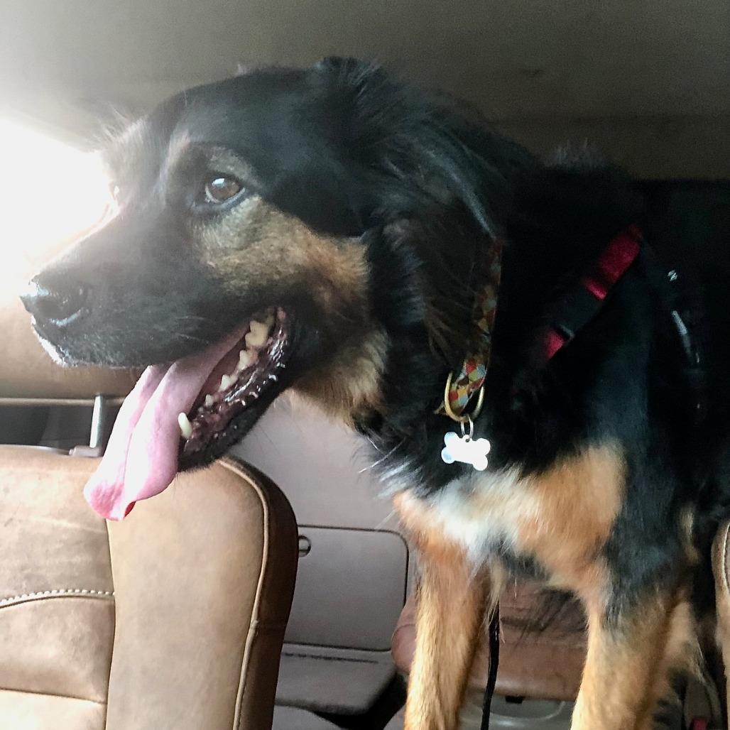 Thea, Adoptable, Senior Female Flat-Coated Retriever & Mixed Breed.