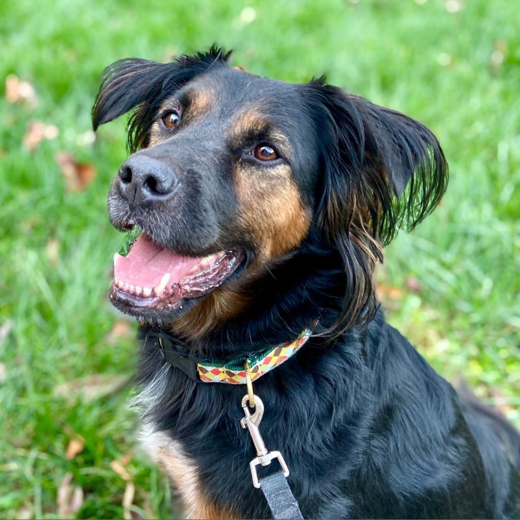 Enlarge Thea, a Adoptable mixed breed in Lynchburg, VA image 2/6