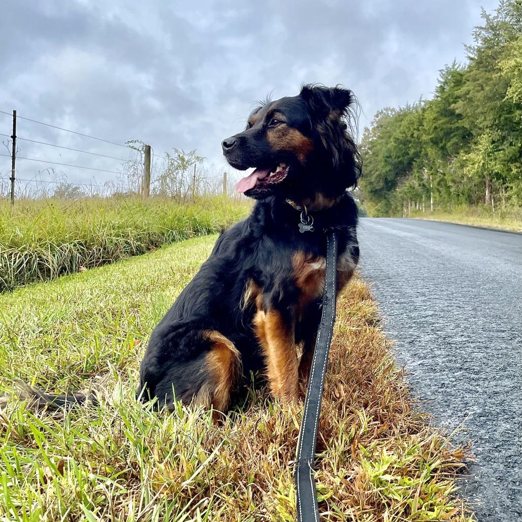 Enlarge Thea, a Adoptable mixed breed in Lynchburg, VA image 5/6