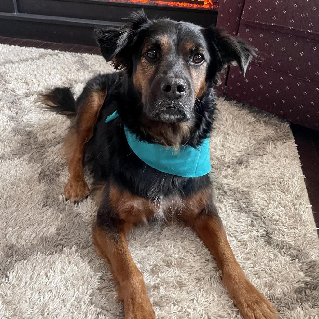 Enlarge Thea, a Adoptable mixed breed in Lynchburg, VA image 6/6