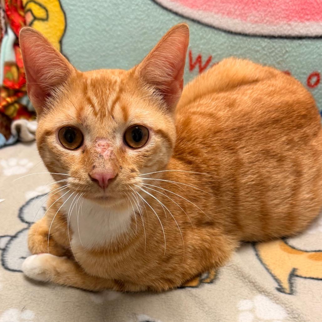 Enlarge SLUGGER, a ADOPTABLE Domestic Short Hair in Corydon, IN image 1/1