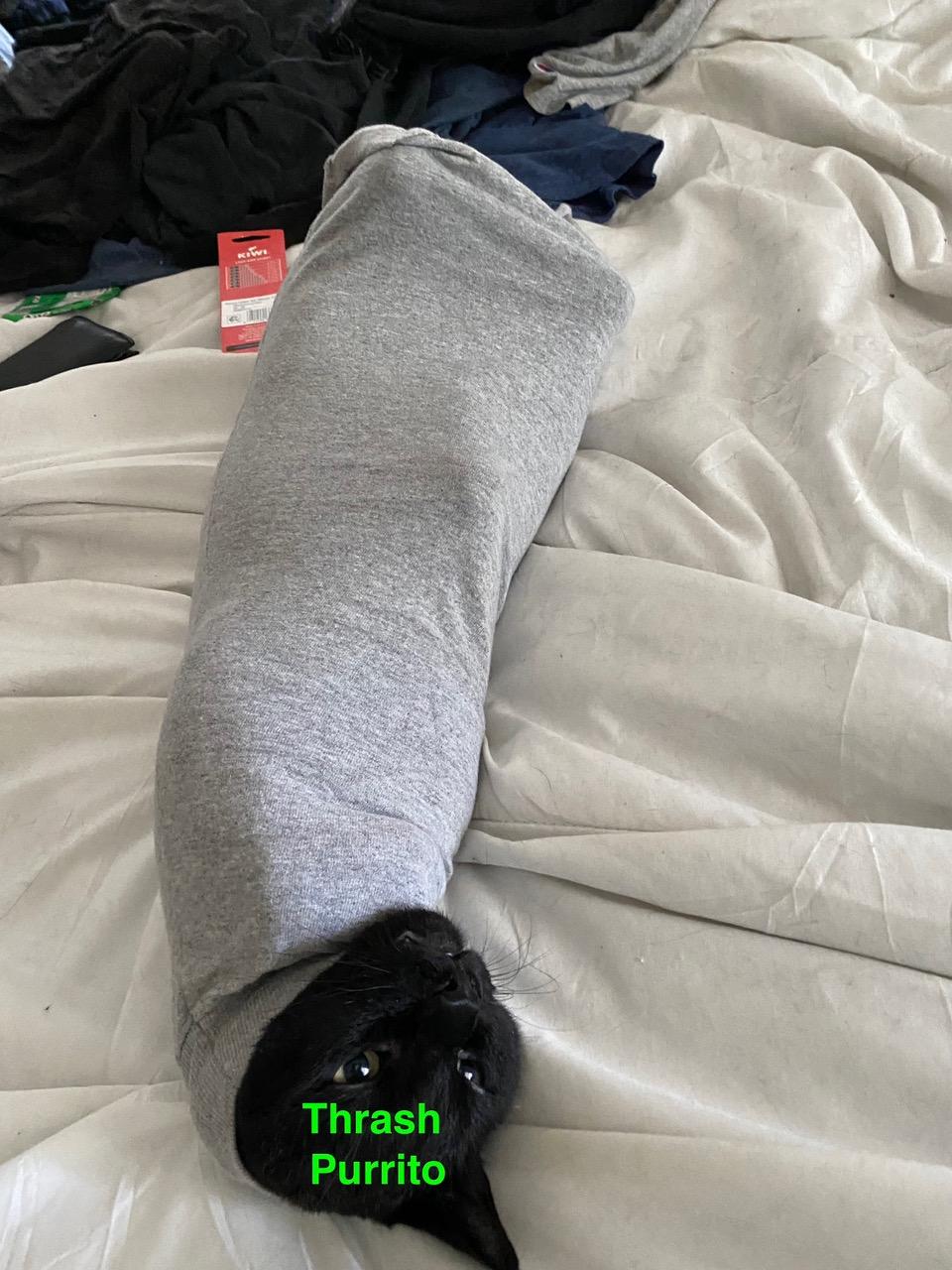 Enlarge **COURTESY LISTING** Thrash, a Adoptable mixed breed in Moscow, ID image 1/4