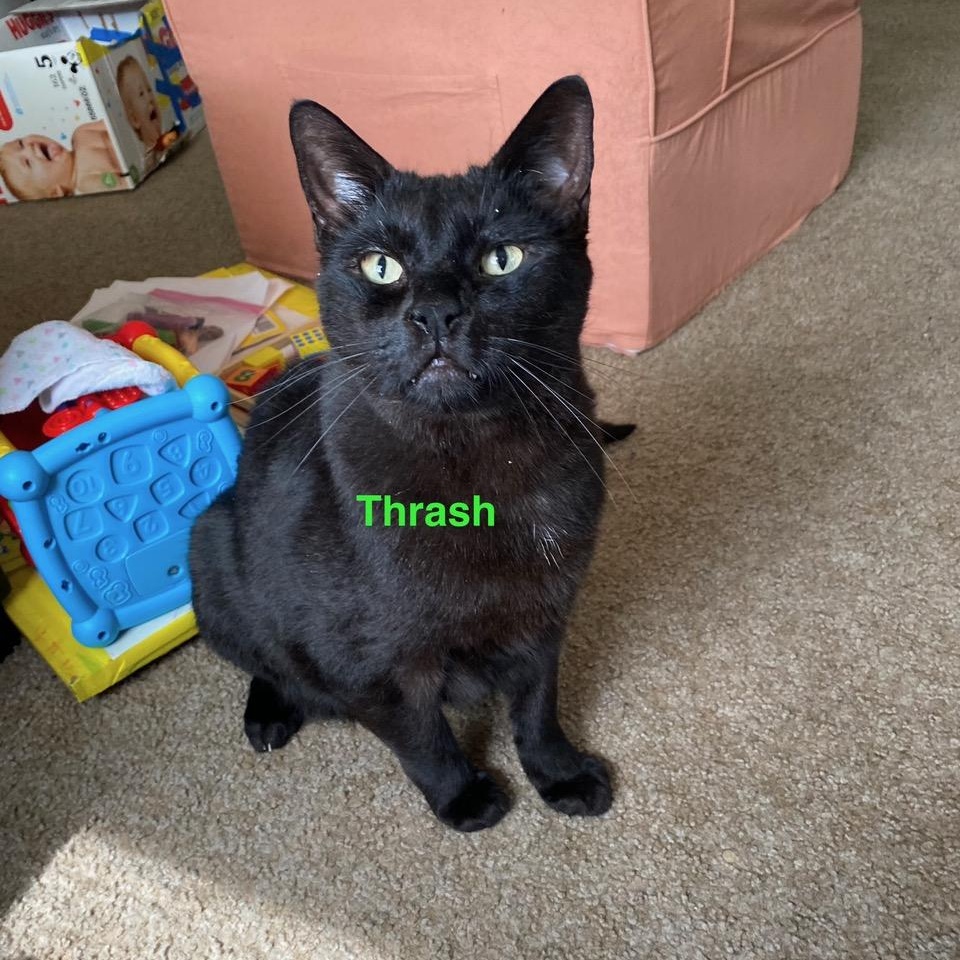 **COURTESY LISTING** Thrash, an adoptable Domestic Short Hair in Moscow, ID, 83843 | Photo Image 1
