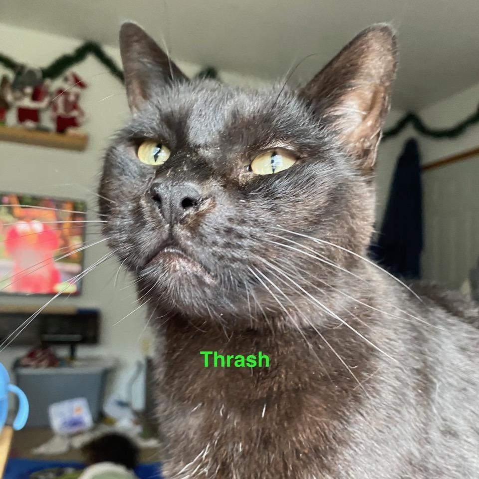**COURTESY LISTING** Thrash, an adoptable Domestic Short Hair in Moscow, ID, 83843 | Photo Image 2