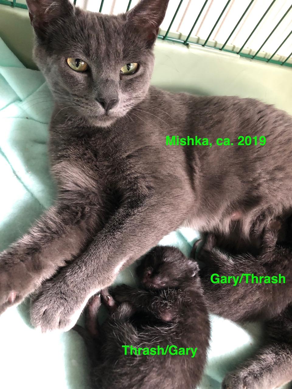 **COURTESY LISTING** Thrash, an adoptable Domestic Short Hair in Moscow, ID, 83843 | Photo Image 4