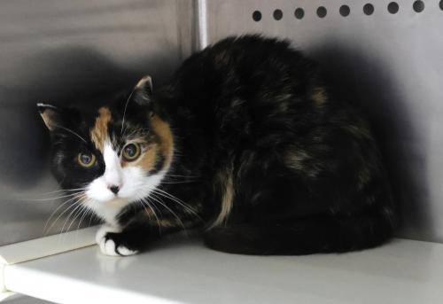 Quin, Adoptable, Adult Female Calico.