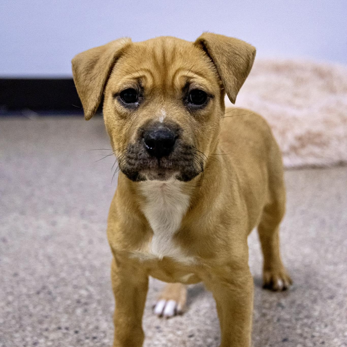 Enlarge Haley Winn, an adoptable Terrier in Valparaiso, IN image 3/3