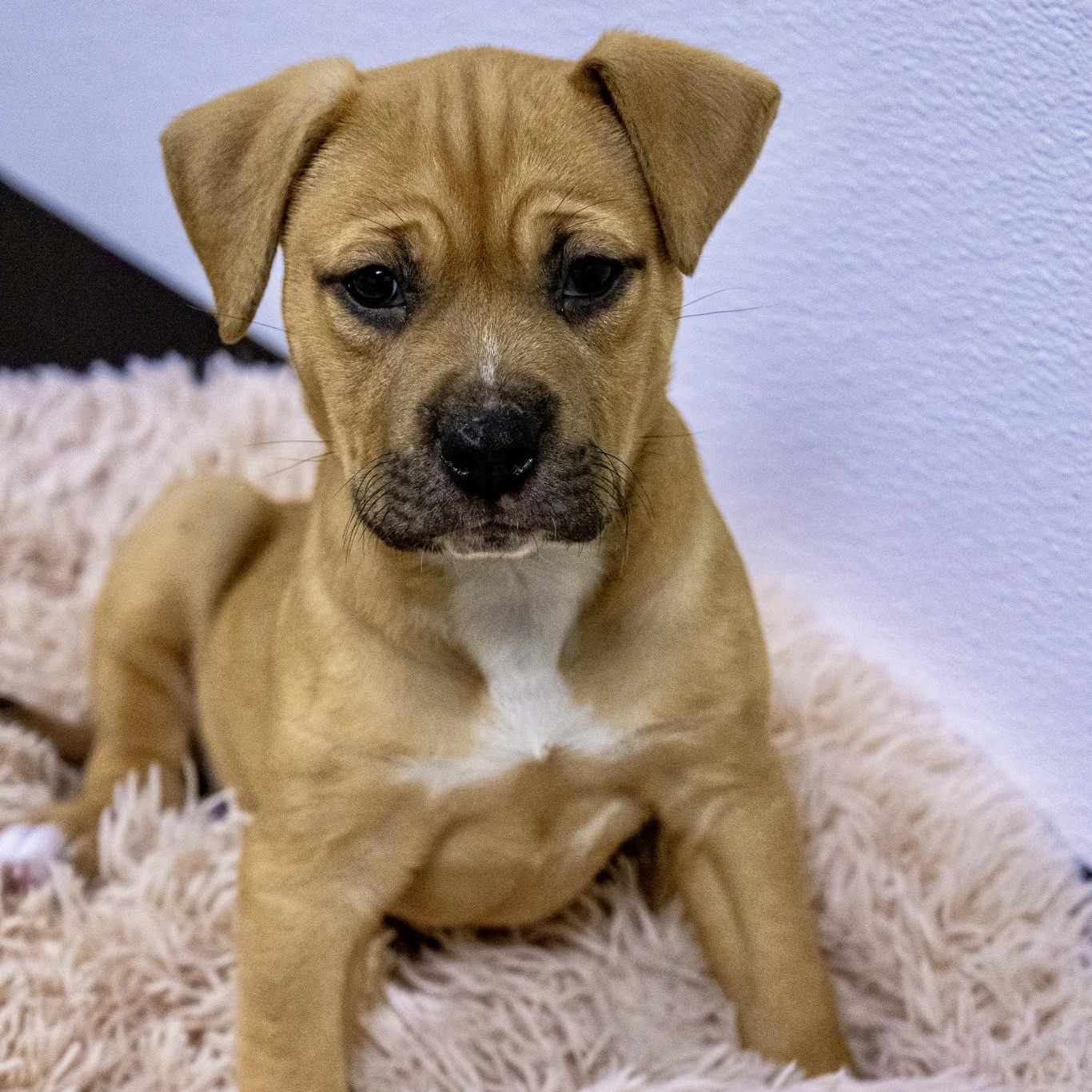 Enlarge Haley Winn, an adoptable Terrier in Valparaiso, IN image 2/3