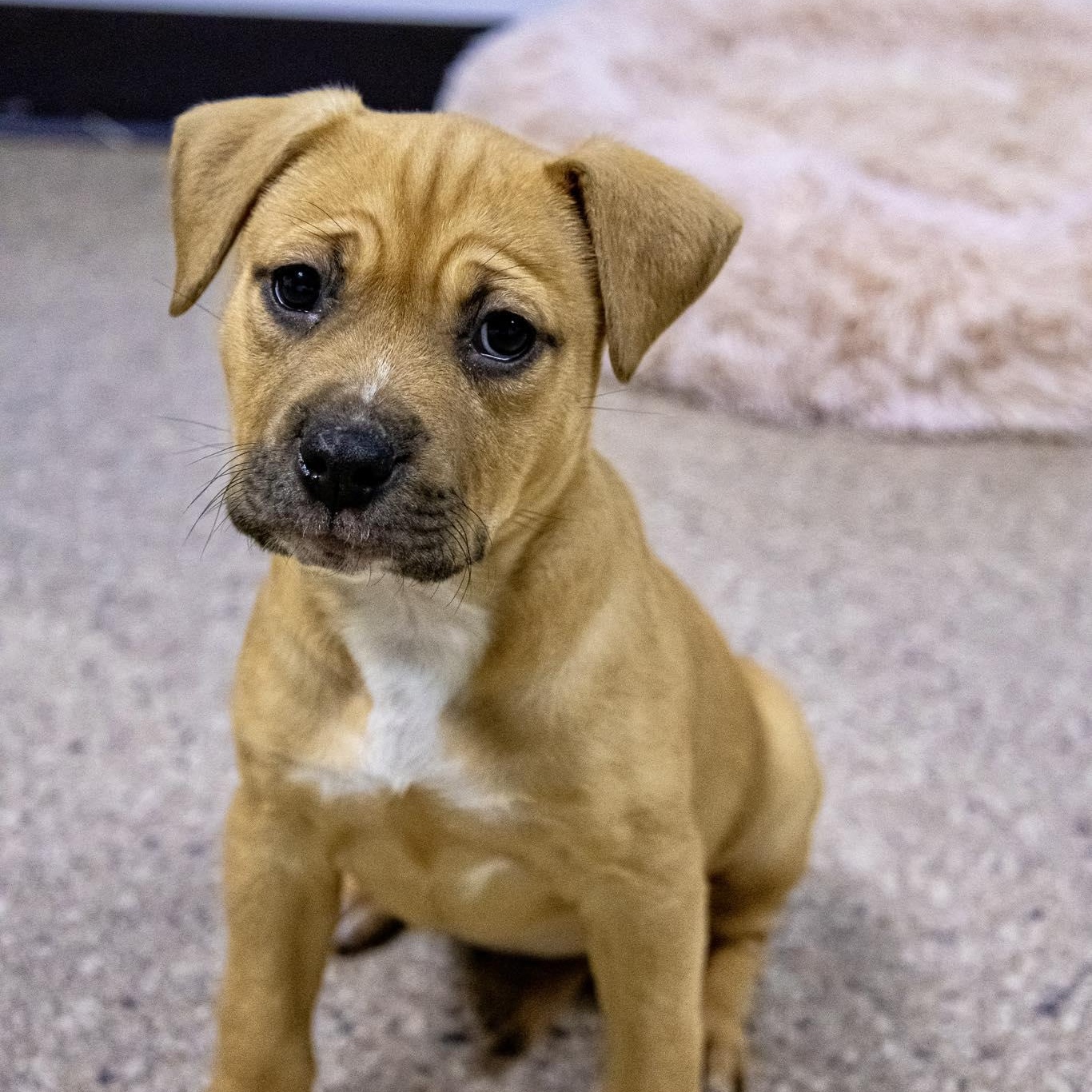 Haley Winn, adoptable, Puppy Female Terrier.