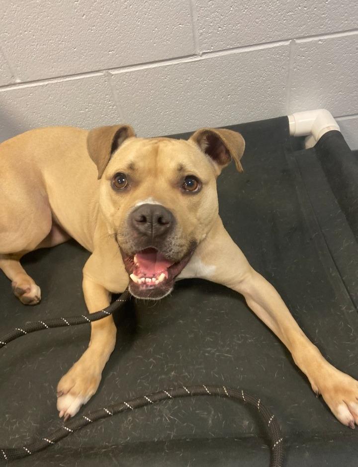 Kala-For sponsorship only, Adoptable, Adult Female Boxer & Labrador Retriever.
