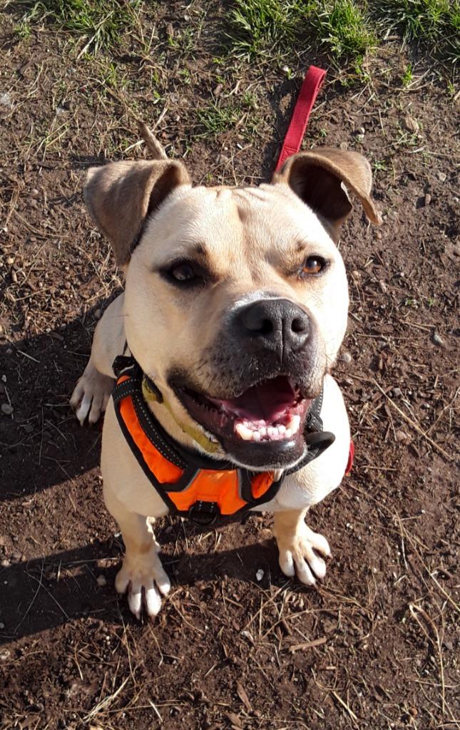 Kala-For sponsorship only, a Adoptable mixed breed in South Bend, IN image 2/5