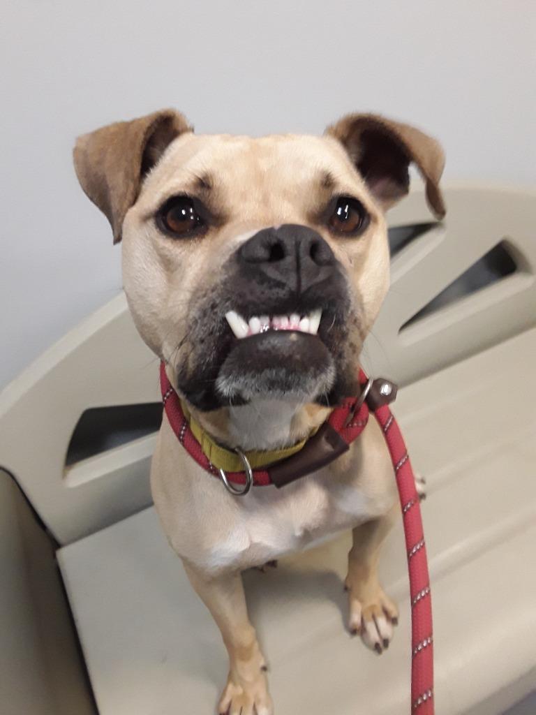Kala-For sponsorship only, a Adoptable mixed breed in South Bend, IN image 3/5