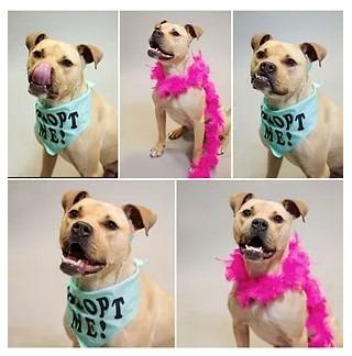 Kala-For sponsorship only, a Adoptable mixed breed in South Bend, IN image 4/5