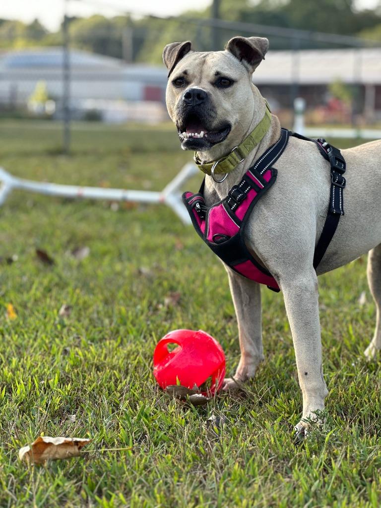 Kala-For sponsorship only, a Adoptable mixed breed in South Bend, IN image 5/5