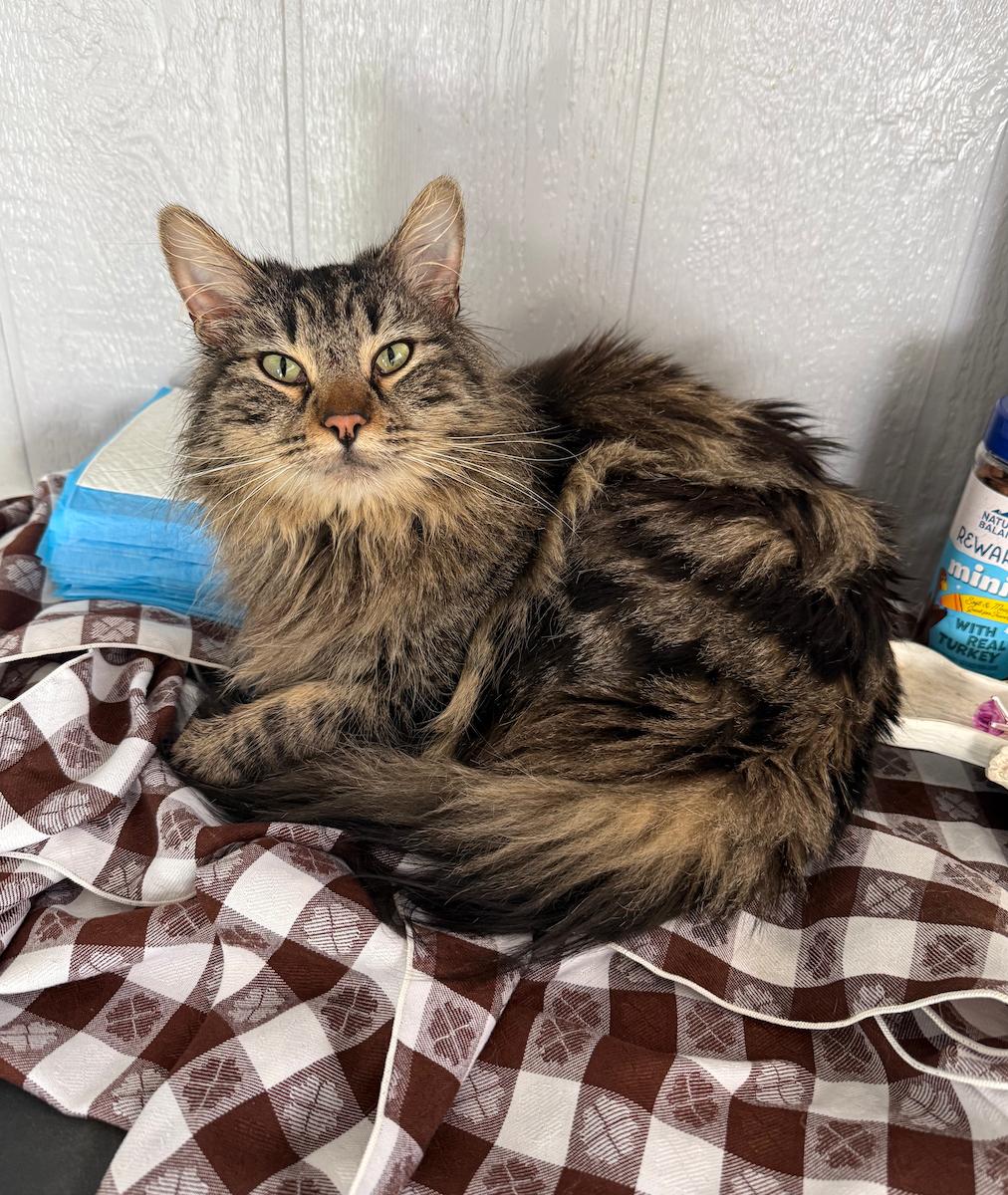 Big Easy, ADOPTABLE, Adult Male Tabby.