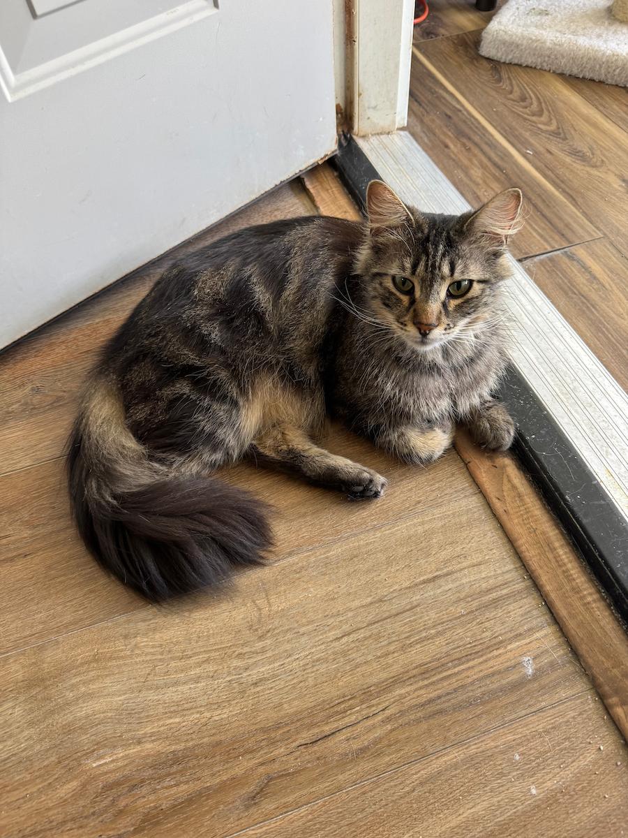 Big Easy, ADOPTABLE, Adult Male Tabby.