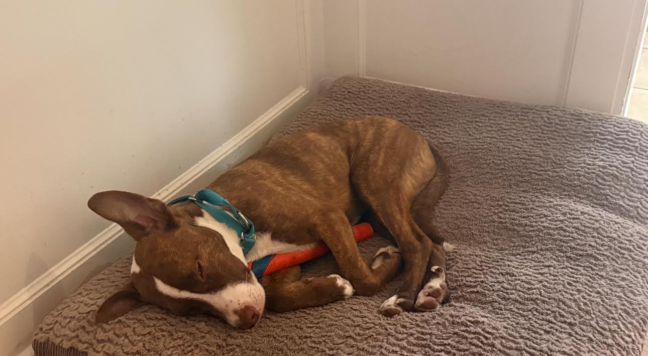 Bowie, a Adoptable mixed breed in Tarzana, CA image 2/6