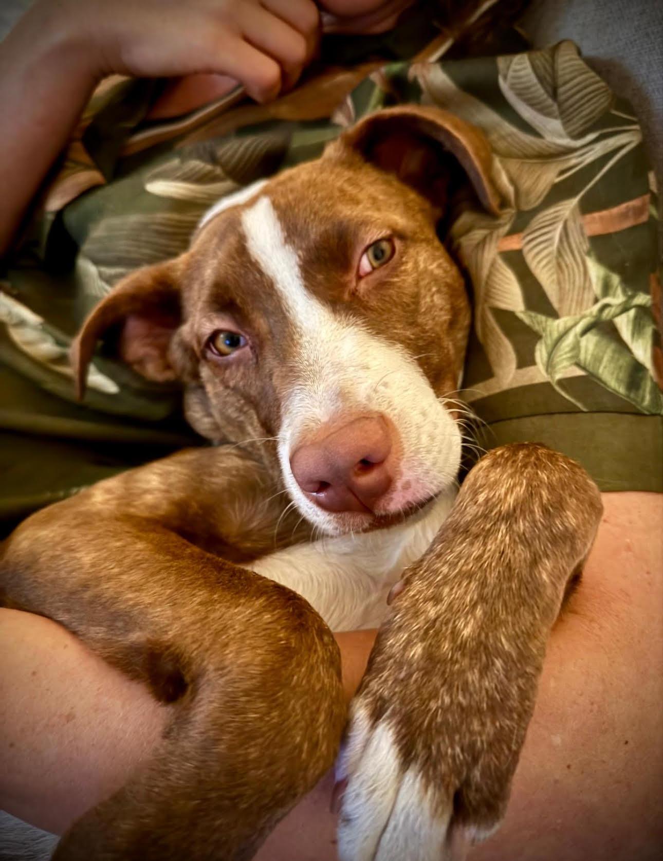 Bowie, Adoptable, Puppy Male Pit Bull Terrier.