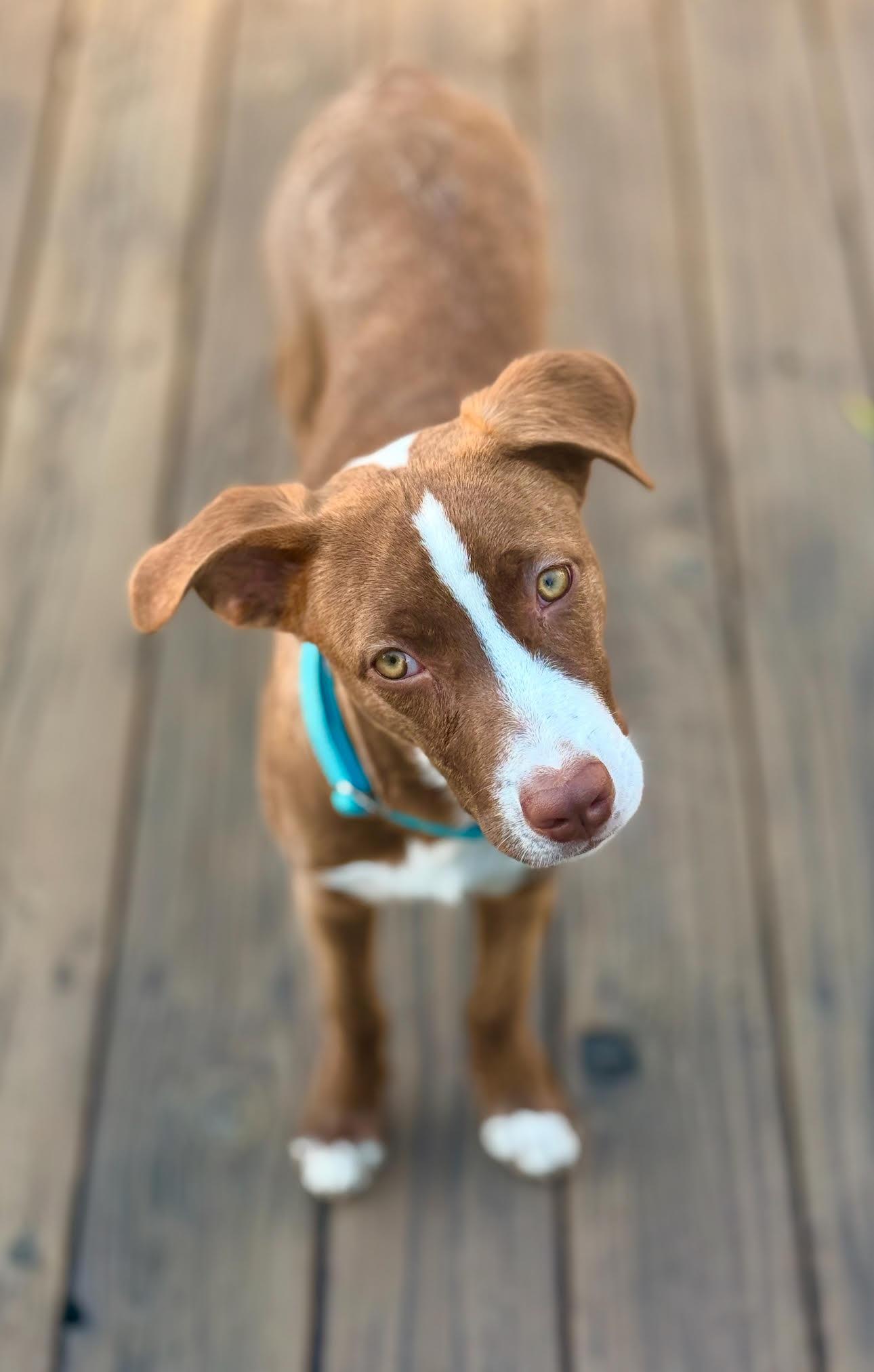 Bowie, a Adoptable mixed breed in Tarzana, CA image 3/6
