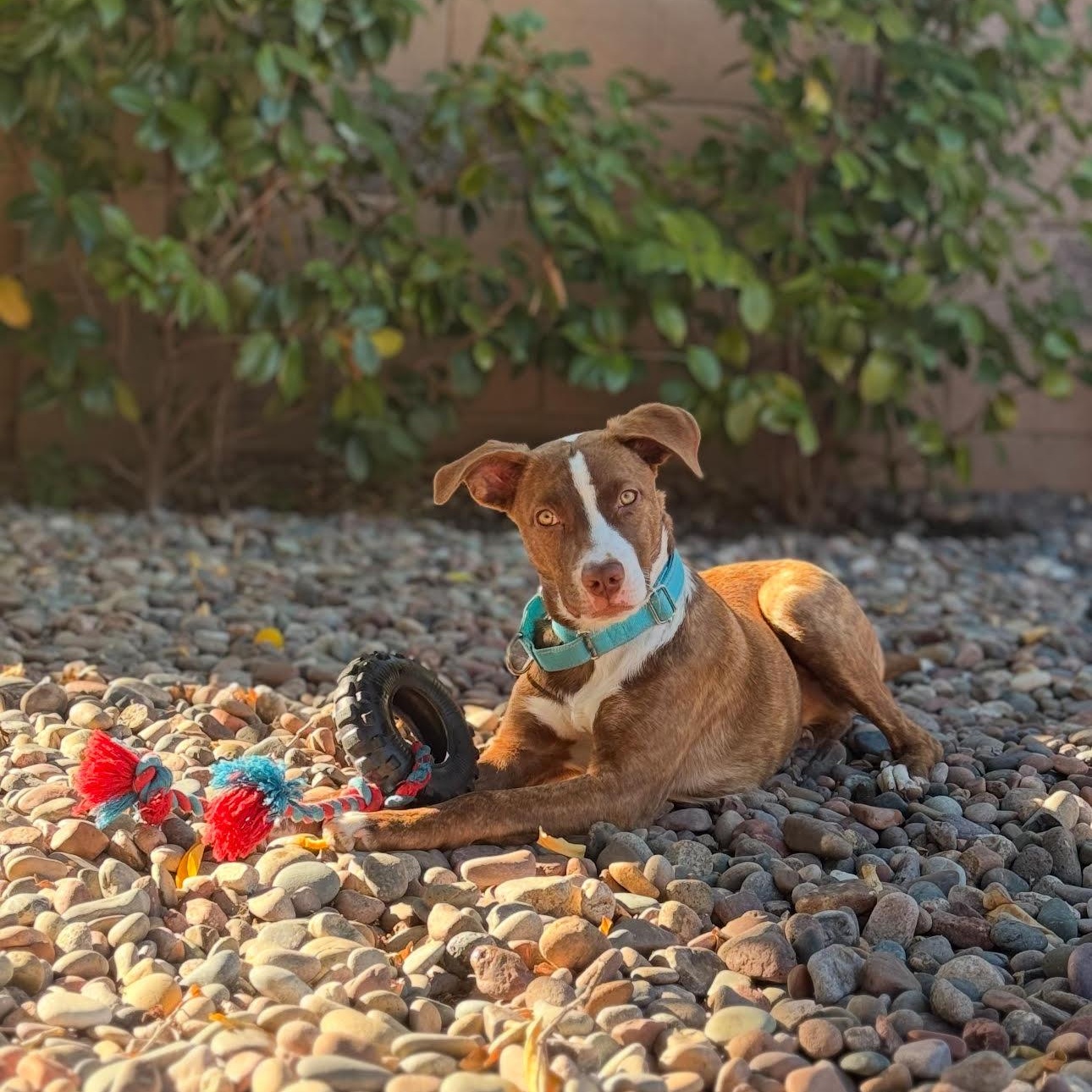 Bowie, a Adoptable mixed breed in Tarzana, CA image 4/6