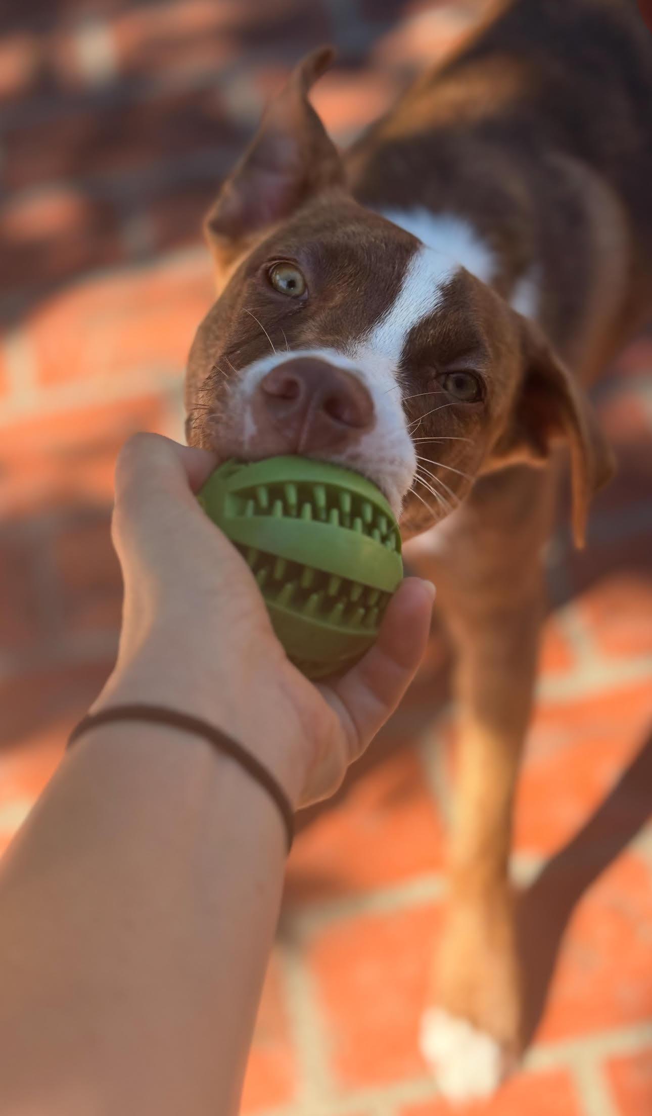 Bowie, a Adoptable mixed breed in Tarzana, CA image 5/6