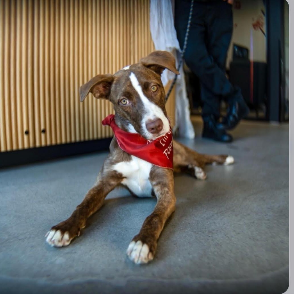 Bowie, a Adoptable mixed breed in Tarzana, CA image 6/6