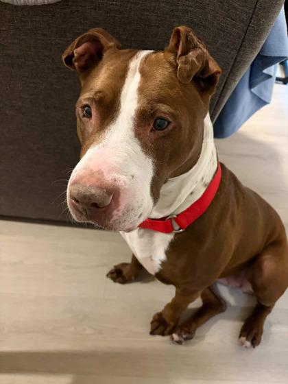 Choco — thumbnail 2