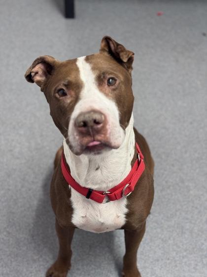 Choco — thumbnail 3